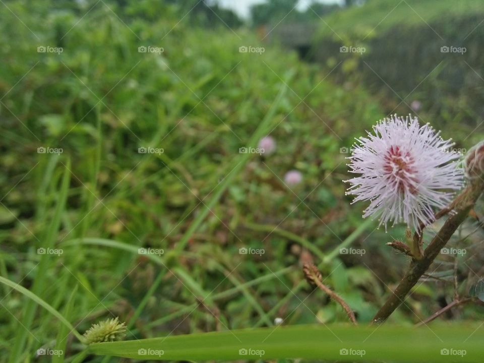 bunga aja punya malu,masa kamu engga?