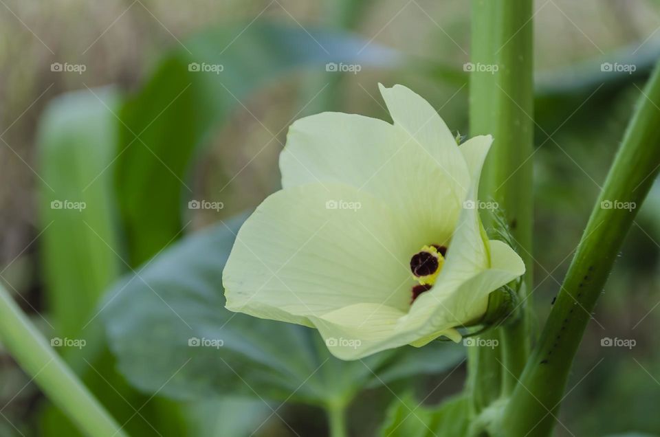 Okra Blossom