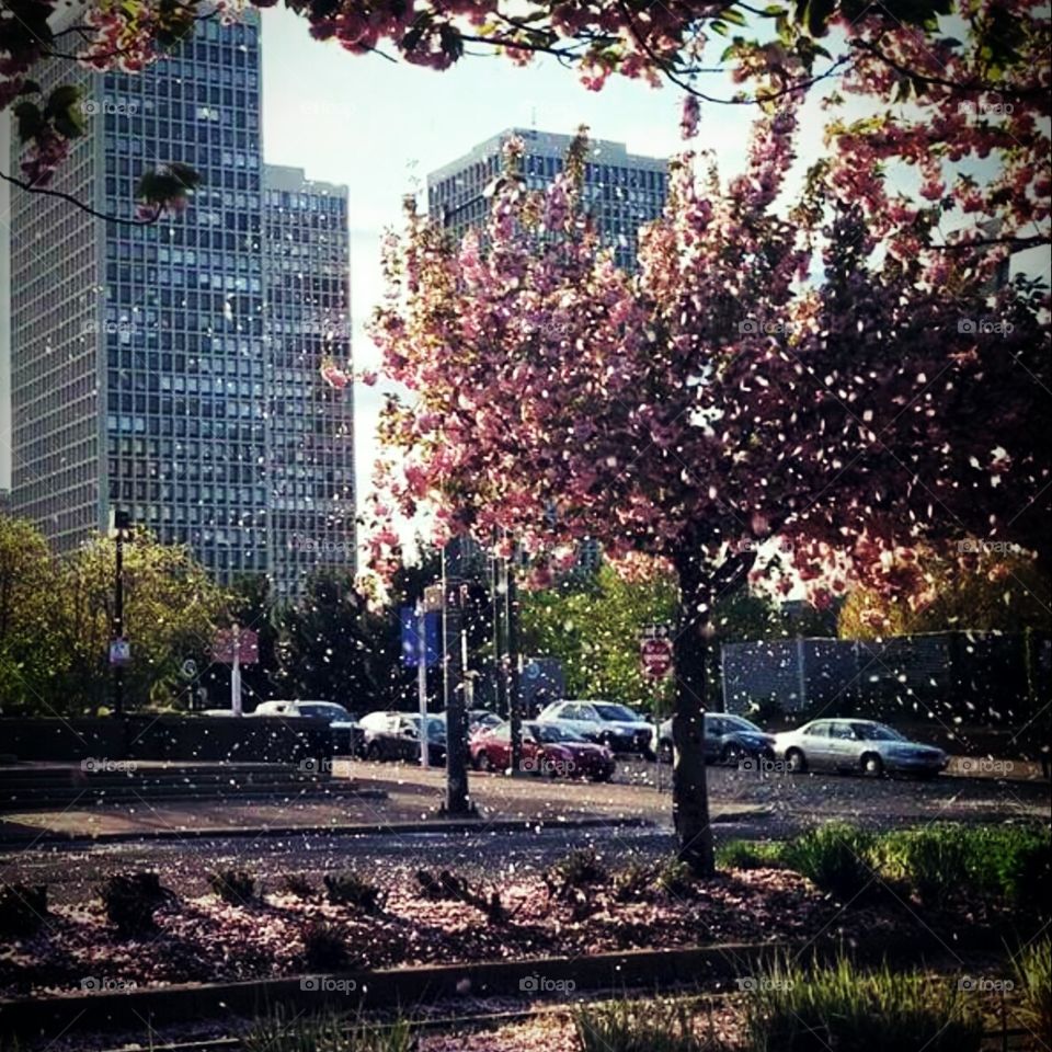 Blossoms in the city