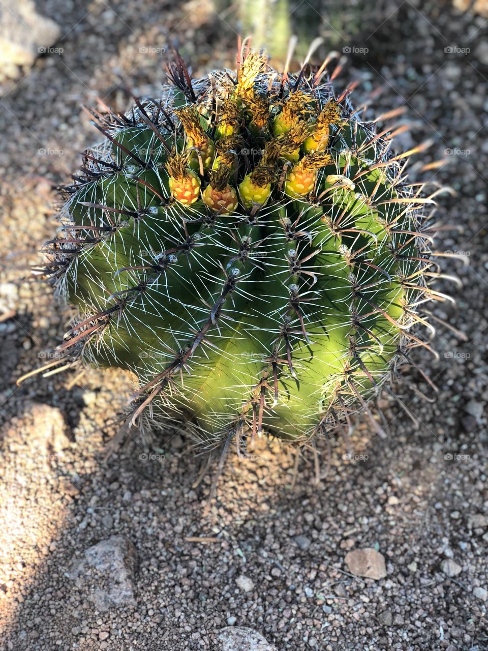 Desert cactus 