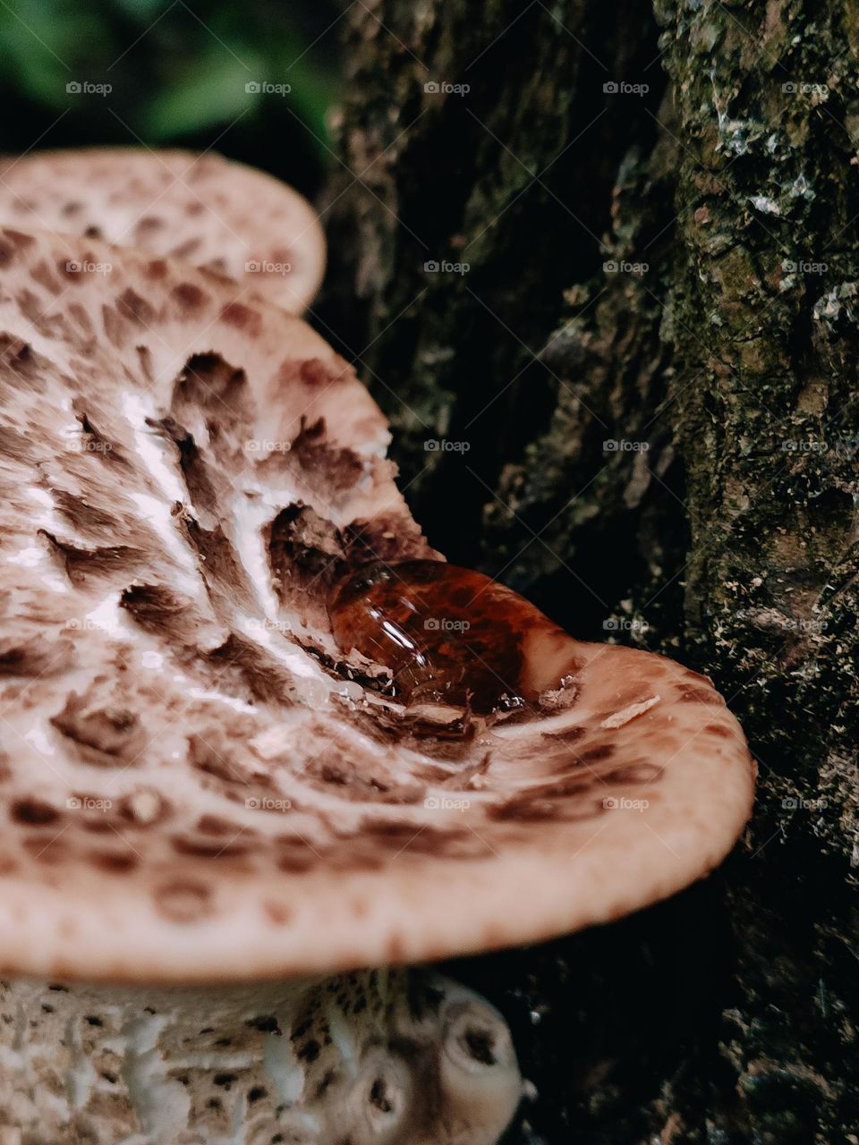Mushroom guttation process close up, water drop, fungi juice, fungi tears. Wild mushrooms on the tree trunk Dryad’s saddle, Pheasant’s back mushroom, scaly polypore, Polyporus squamosus, Cerioporus squamosus