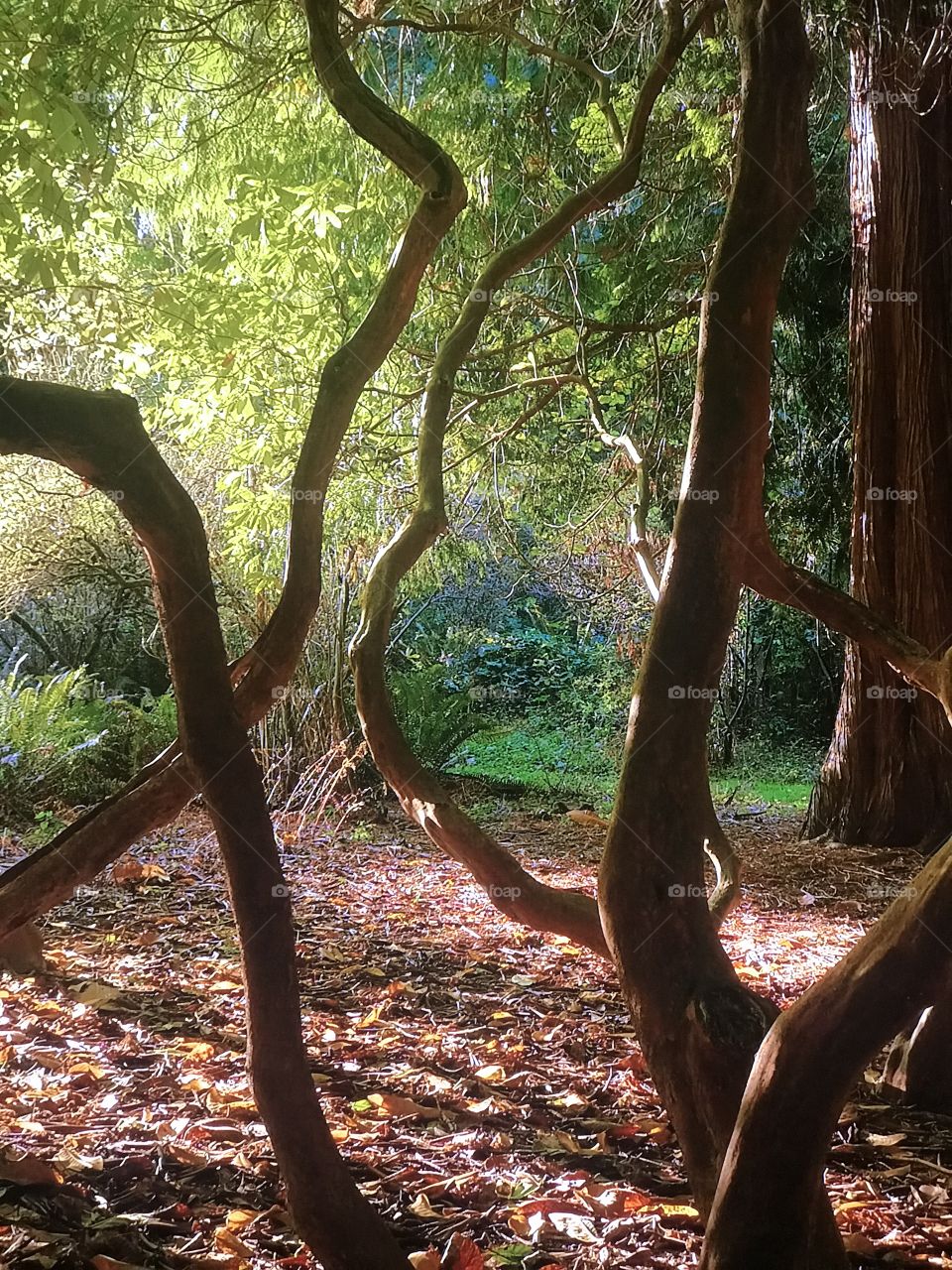 Washington Park Trees