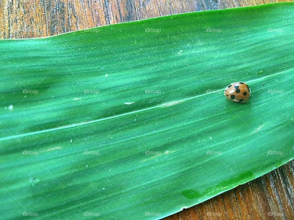 Ladybug leaves above