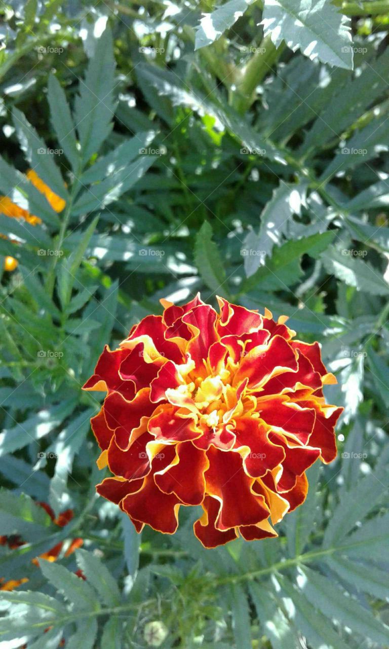 Marigold