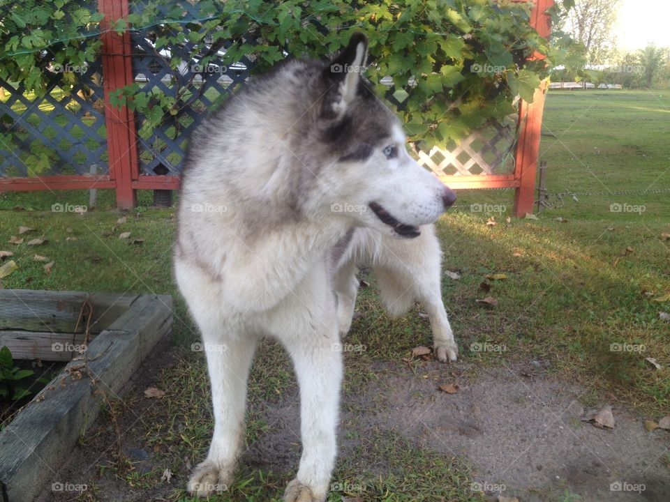 Siberian Husky