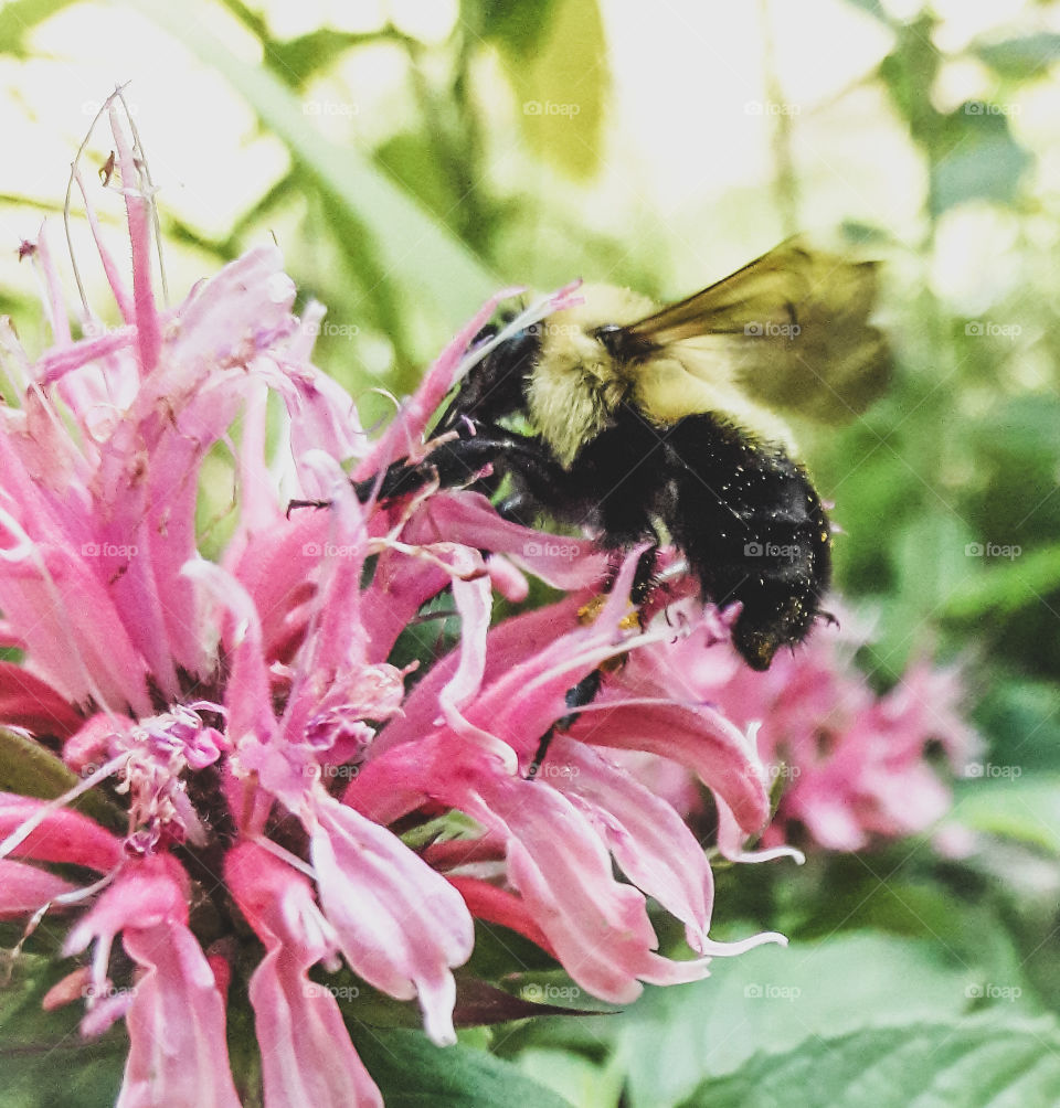 A light and airy photograph of a busy bumblebee collecting nectar from a pink beebalm flower.