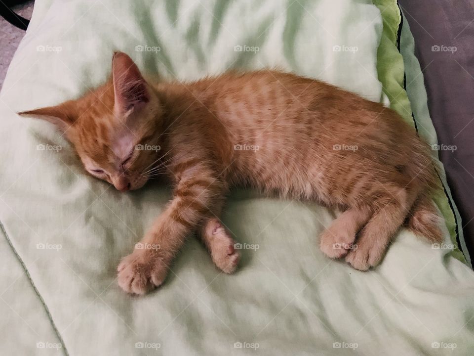 Deep sleep kitten 