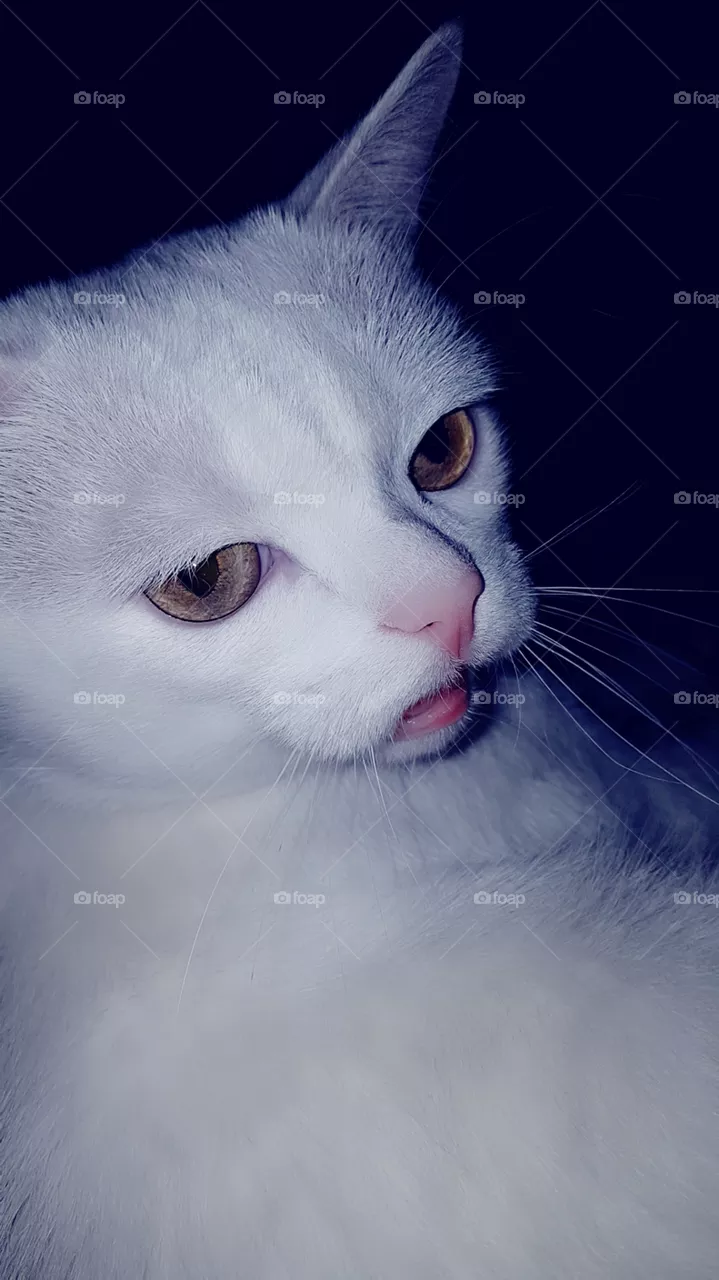 Amur cat