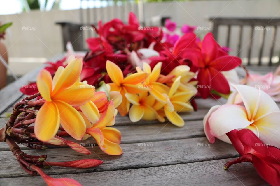 Tahitian flowers