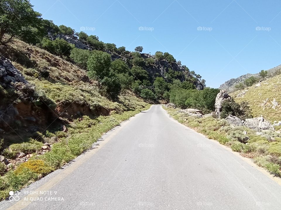 the beautiful alley in the forest