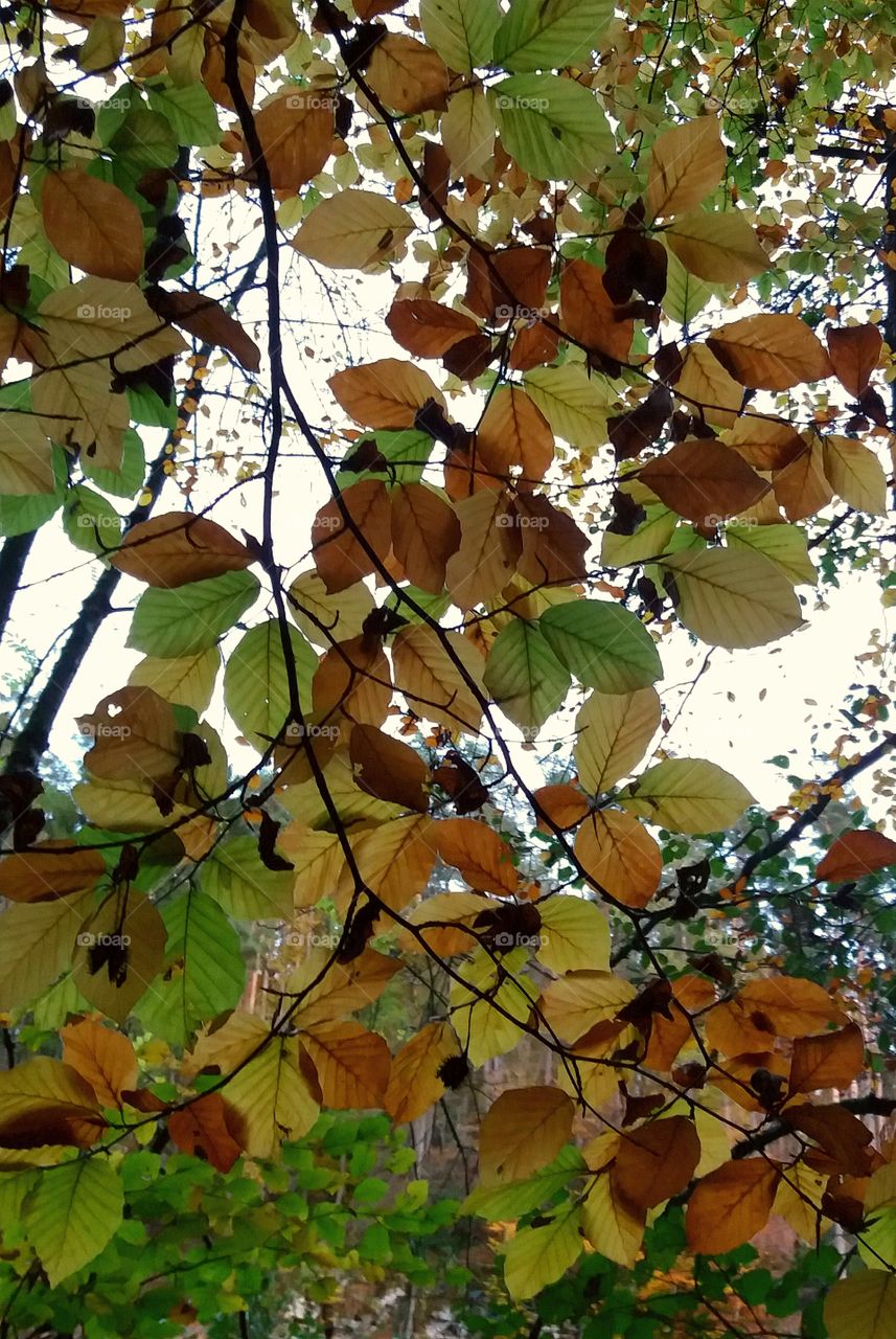 backlight fall leaves