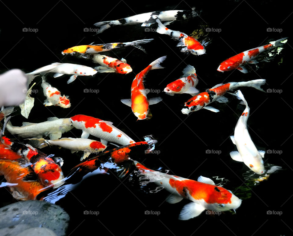 koi fish at pool