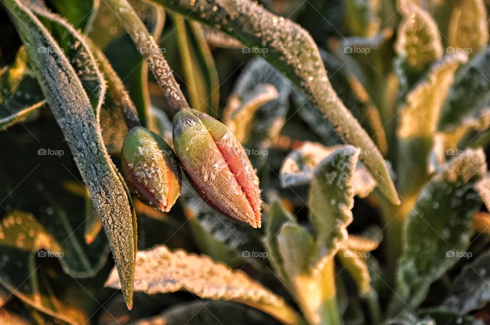 Nature, No Person, Leaf, Flora, Cactus