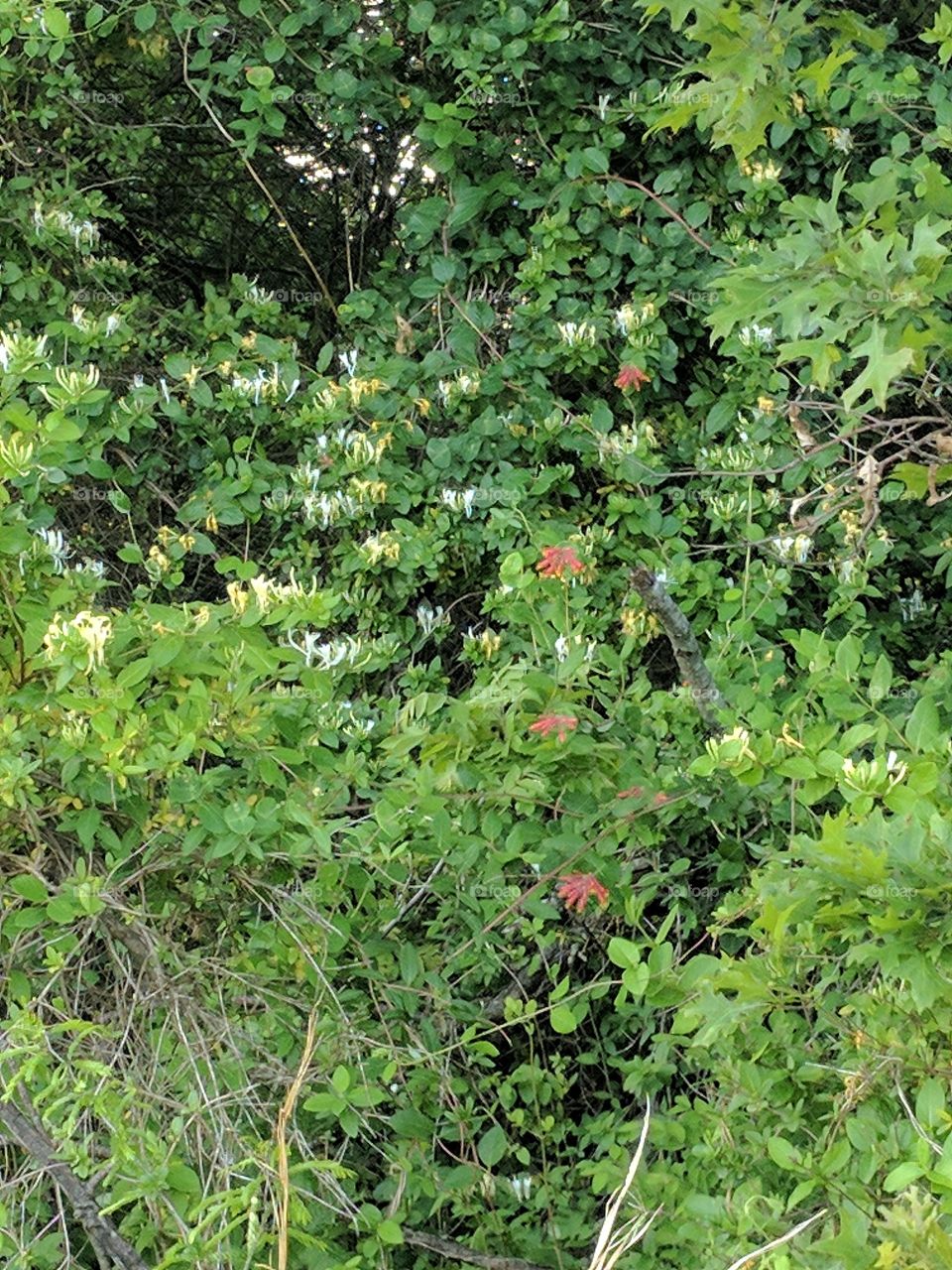 honeysuckle vine