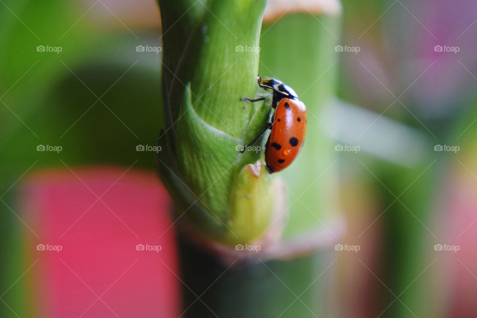 Nature, Ladybug, Insect, Leaf, No Person