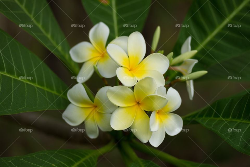 Frangipani Bunch