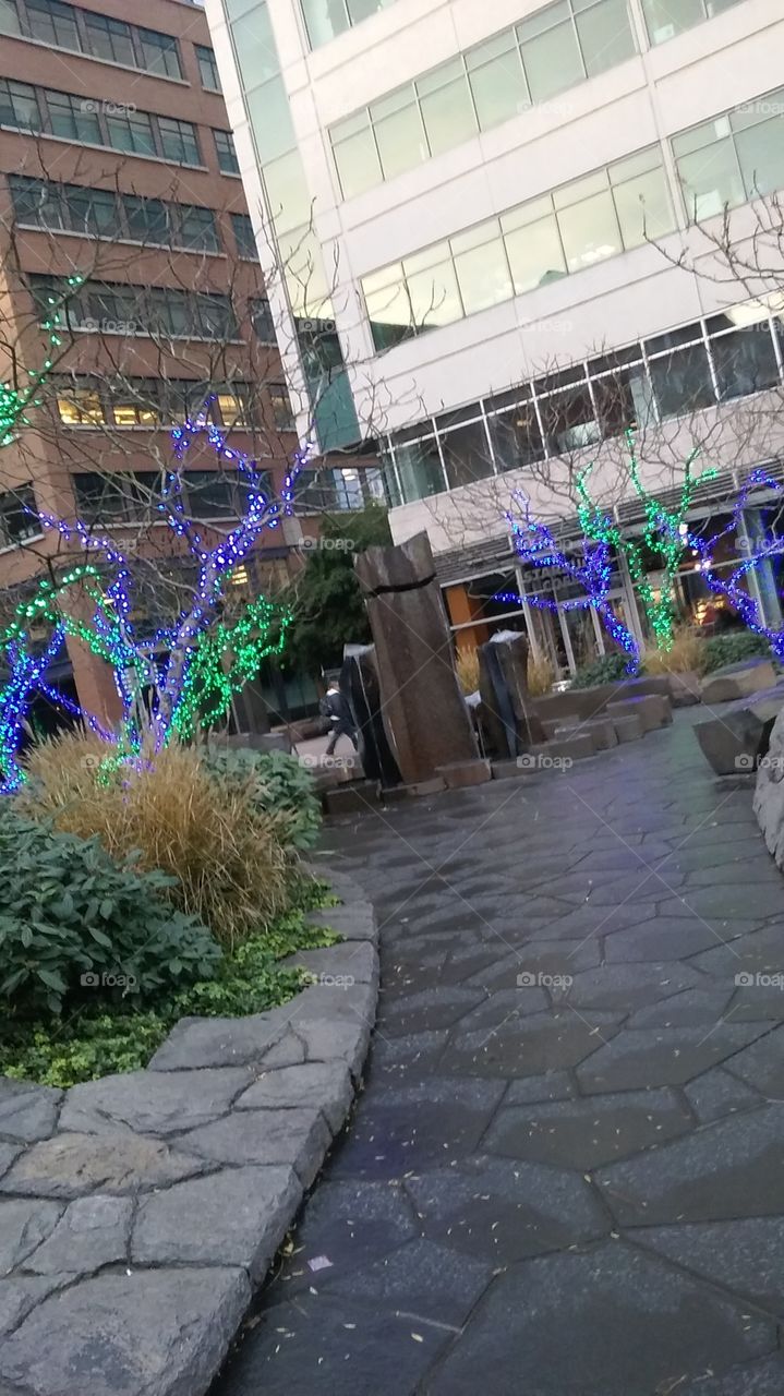 Lighted Trees Downtown