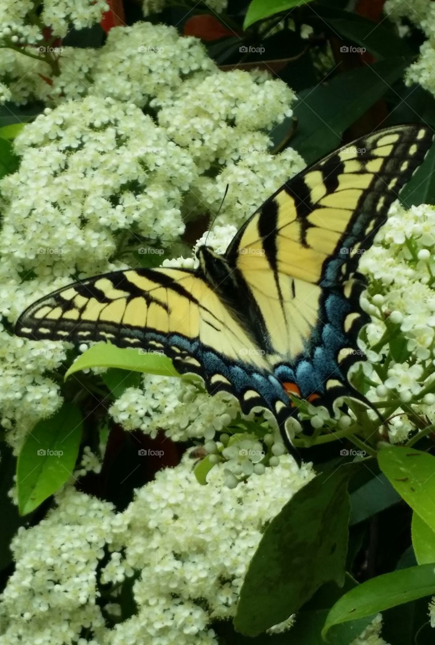 Yellow Butterfly