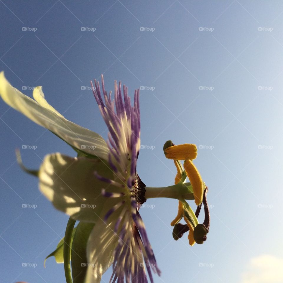 Passionflower side view