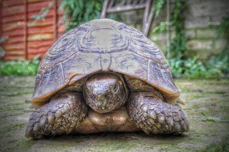 A tortoise facing the camera.