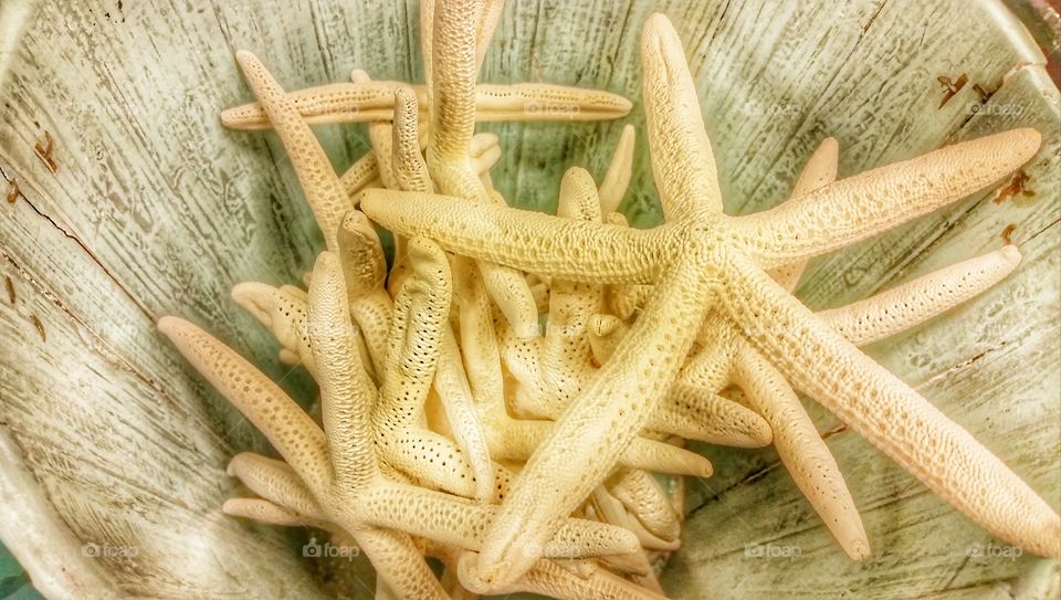 Starfish in a Basket