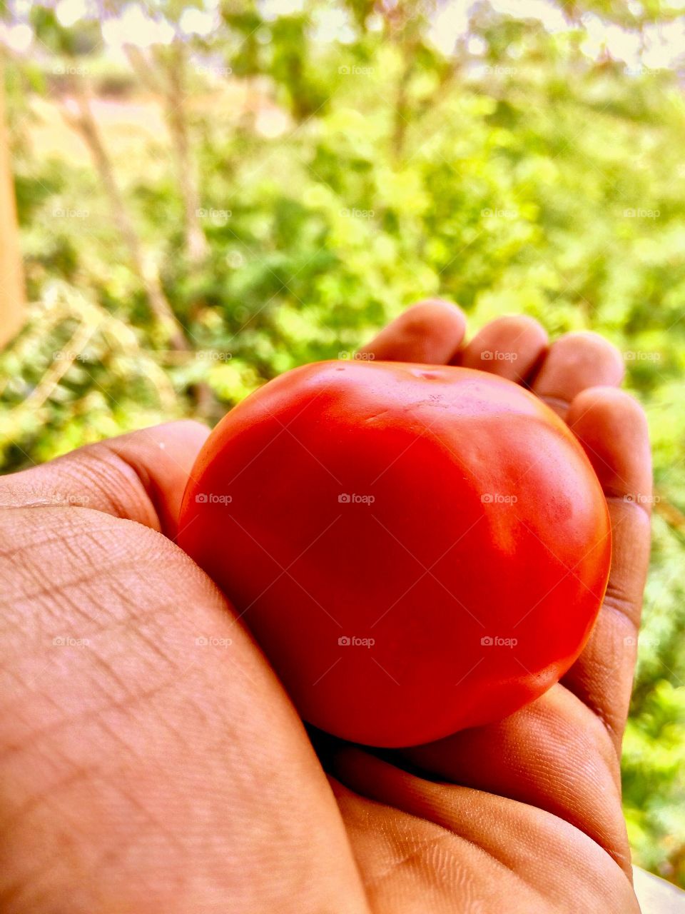 Red colour tomato 