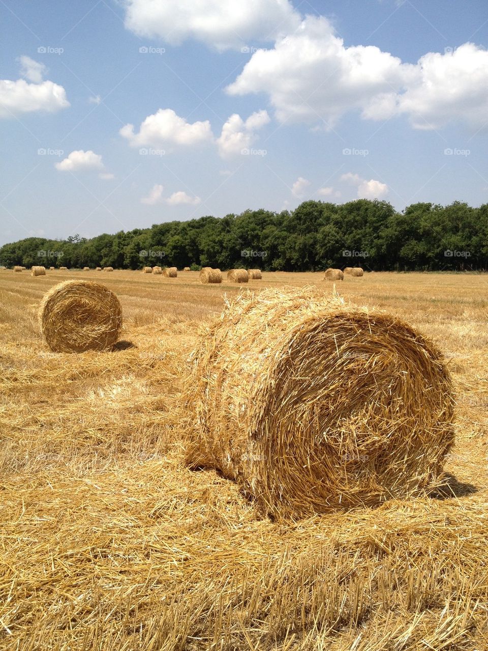 Rolled up hay on field