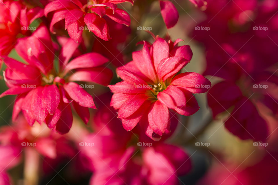 red flower closeup.  selective focus