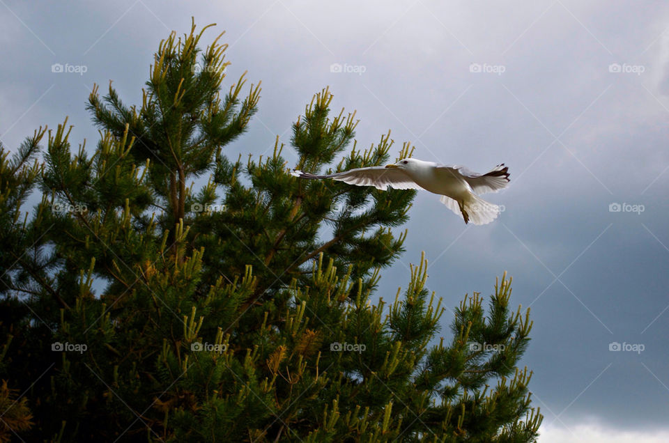 sky bird zoo flight by razornuku