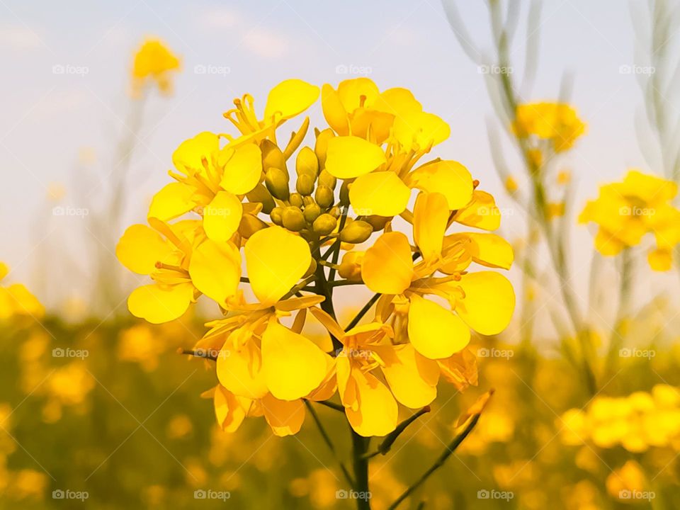 A close up shot of a full bloomed beautiful mustard flower in field