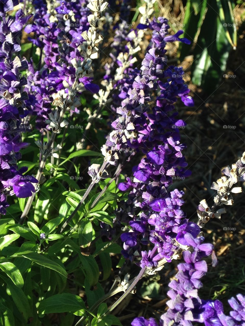 Purple salvia 