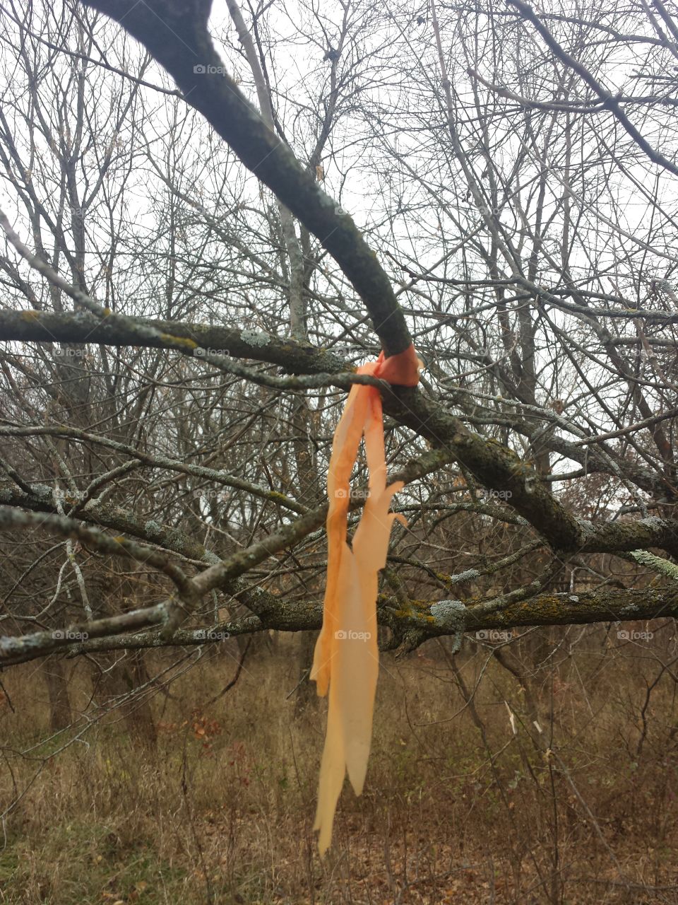 trail marker ribbon