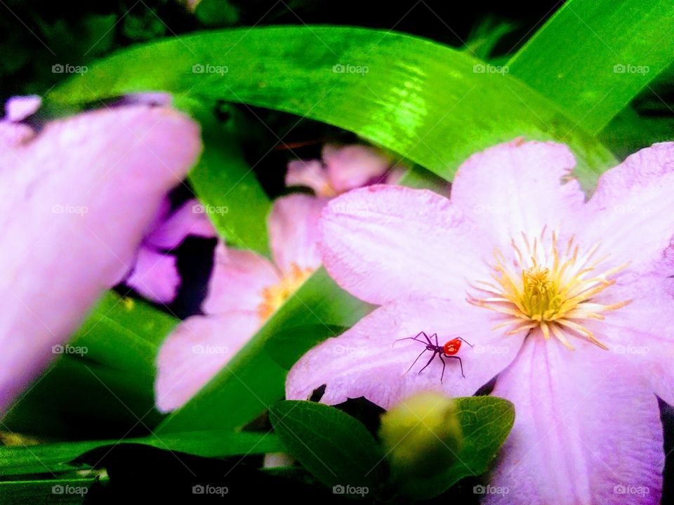 Flower & bug