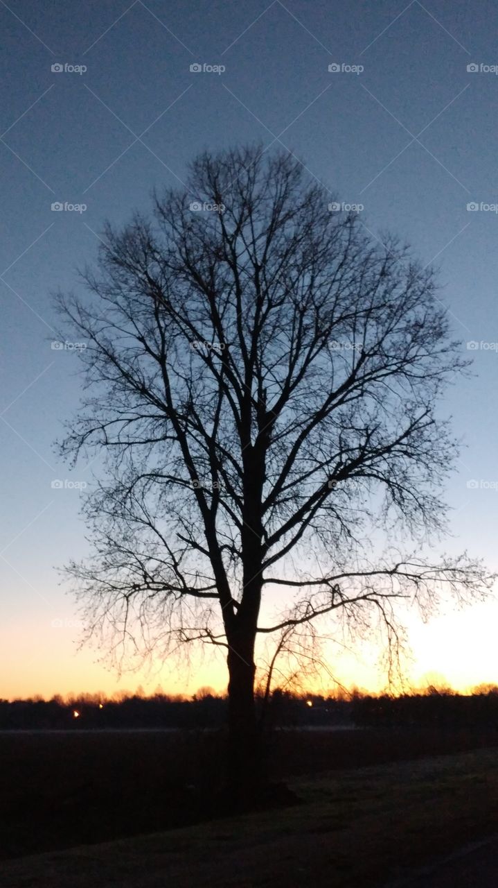 The sun rises behind a lone tree at the edge of a field