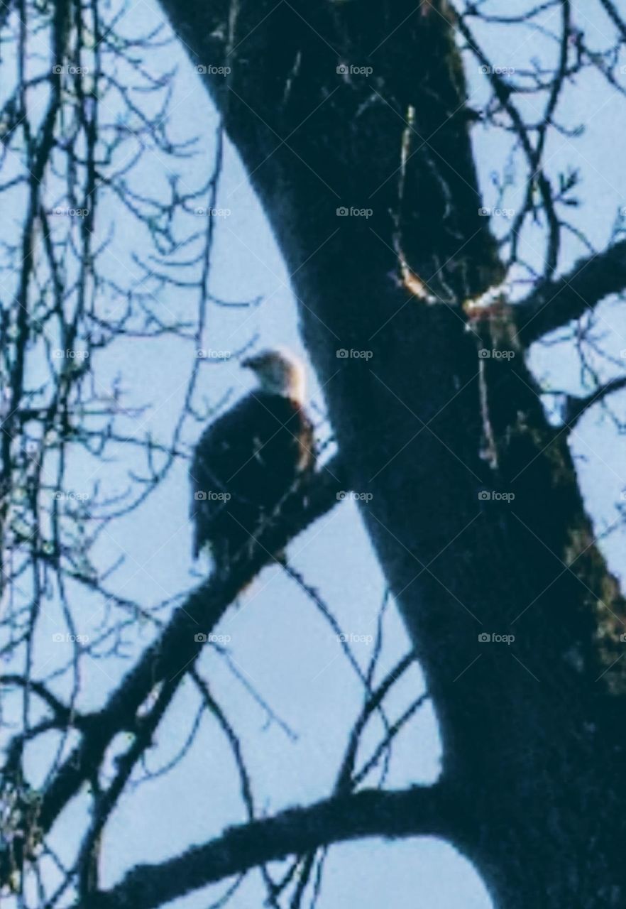 A large, majestic bald eagle, perched in a tree that hangs lazily over the lake, calling to his mate.