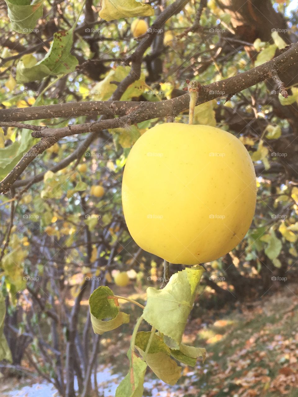 Apple in a tree closeup 