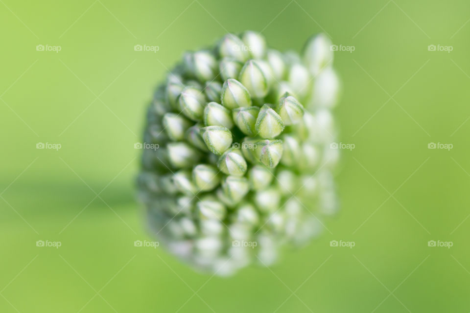 Closeup of flower buds about to bloom 