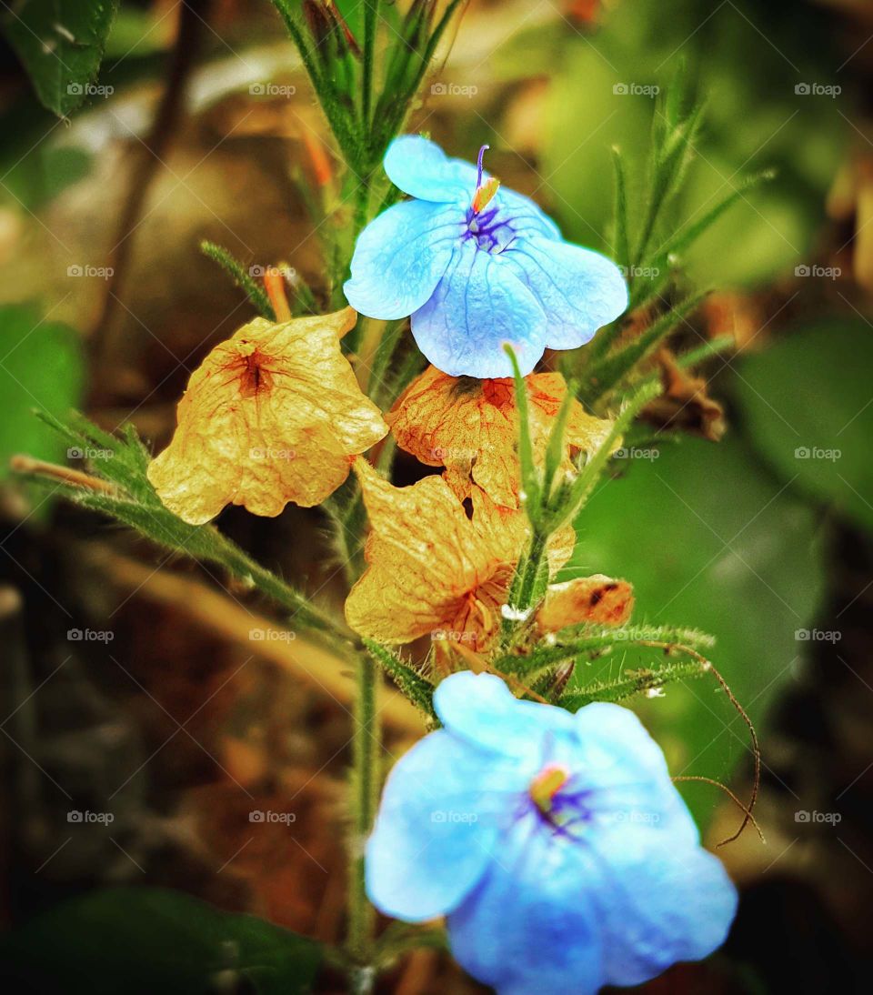 The beautiful composition of the nature.