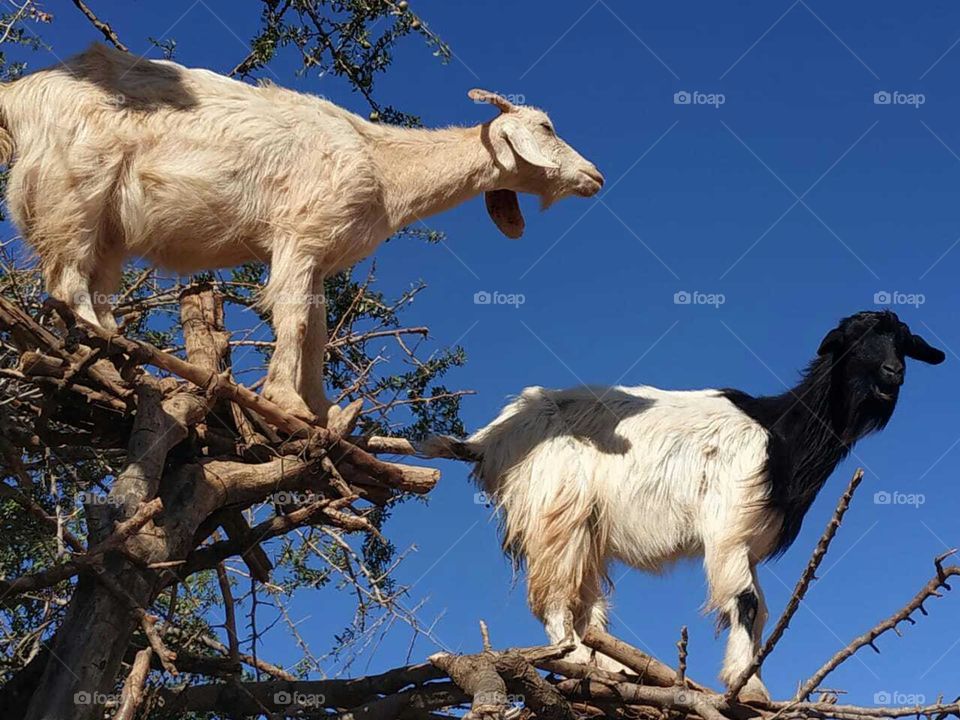 Group of goats on argania spinosa tree.