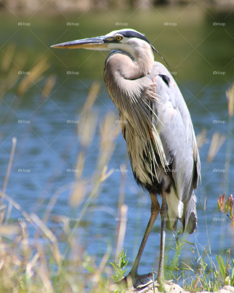 Great blue heron standing by river