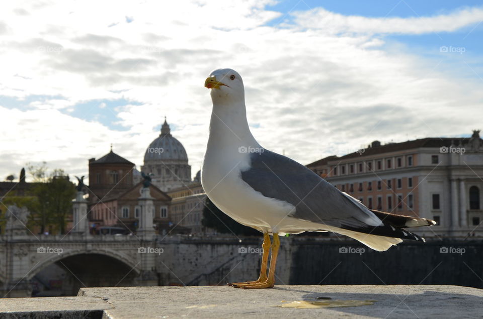 Seagull in Rome