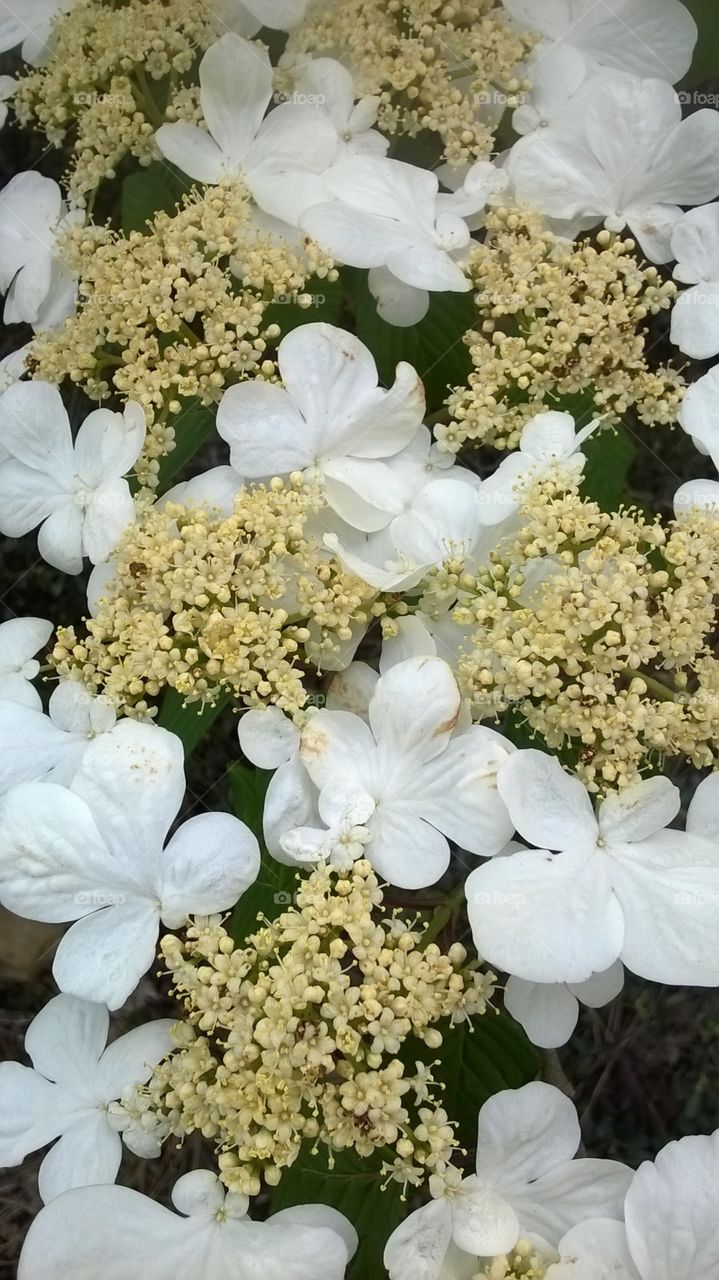 White flowers