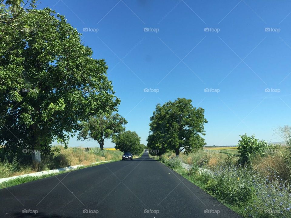 Road, Tree, Landscape, No Person, Nature