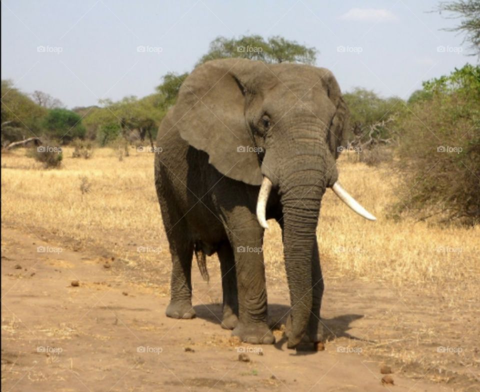 elefante con cuernos de marfil