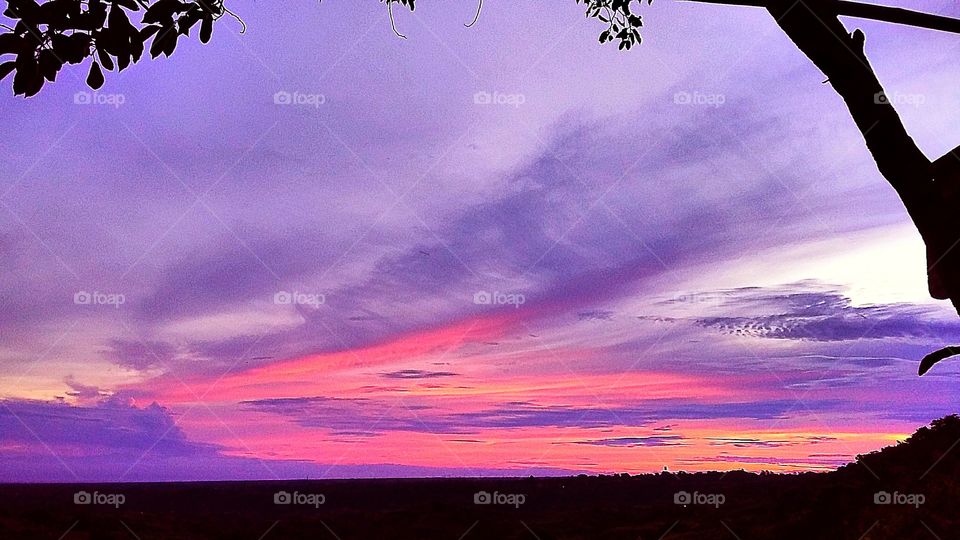 Silhouette of tree at sunset