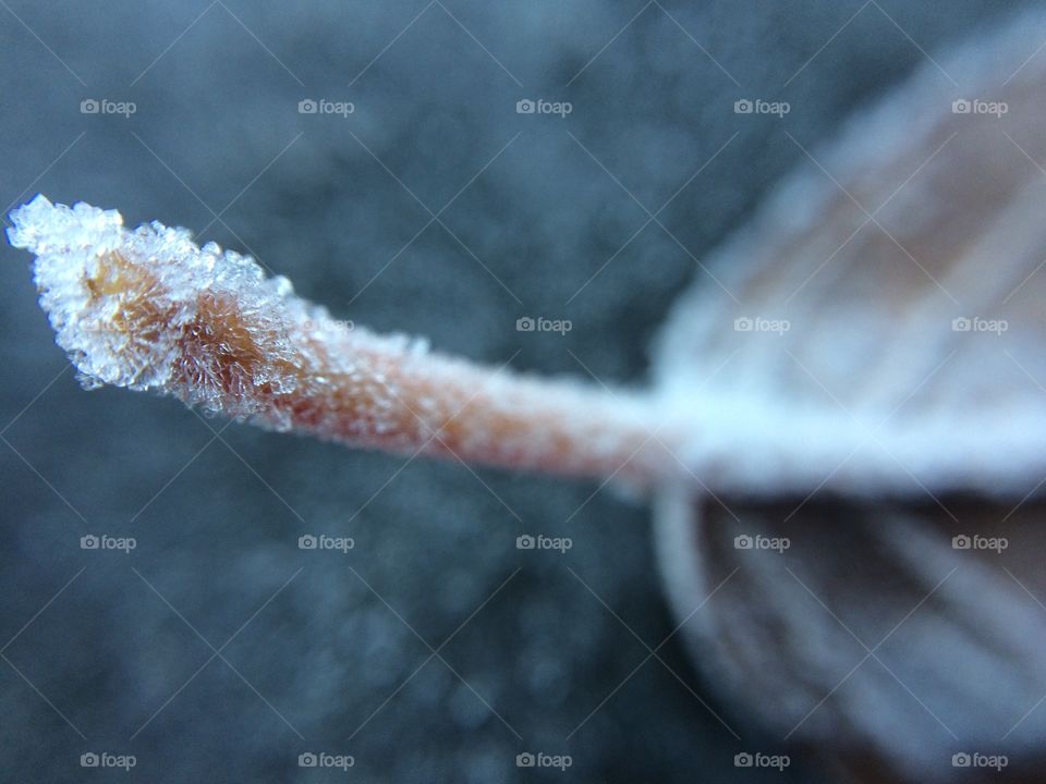 Frosty leaf