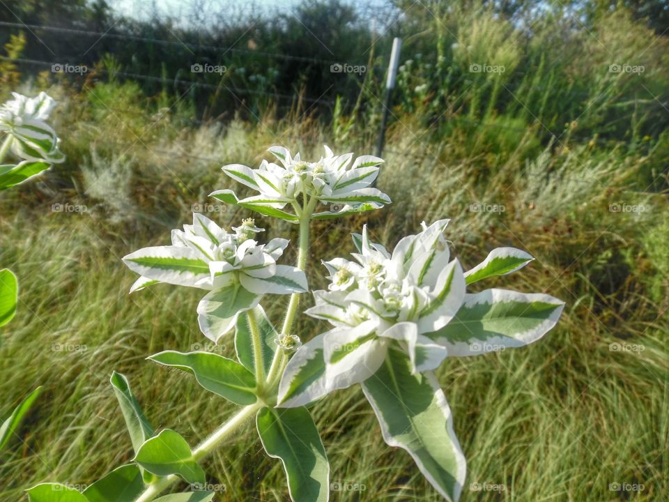 ditch flower 🌸 2. This is another picture I took of a flower that was growing in a ditch. 👣 🚶 🏃 🔥 💨