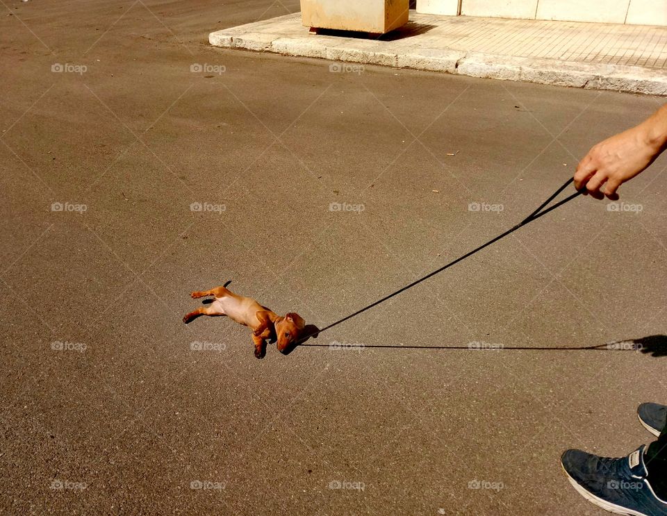 Tired cute basset hound puppy has given up walking