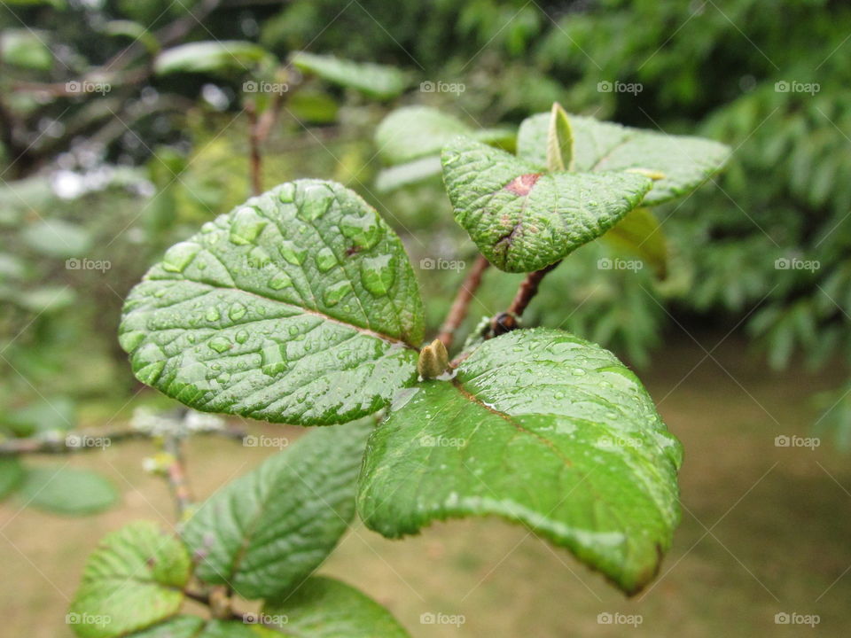 Raindrops on leaves 