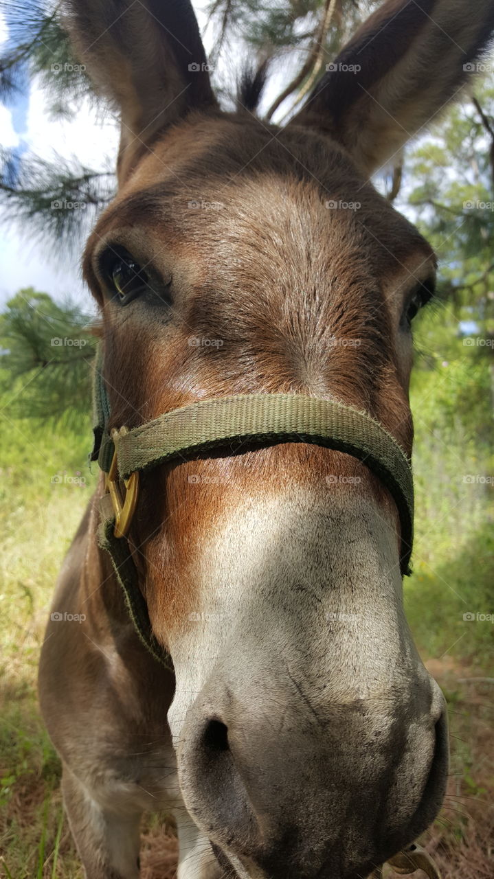 mini donkey